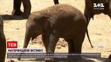 Новини світу: у зоопарку Тель-Авіва слони групуються під час ракетних атак і захищають дитинча