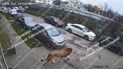В Хмельницком лев гулял во дворе местных жителей
