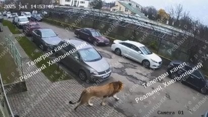 В Хмельницком лев гулял во дворе местных жителей