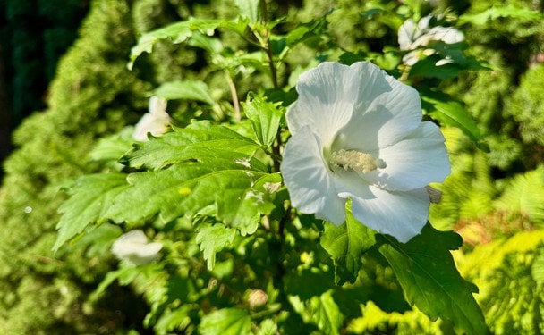 Гібіскус / © ТСН