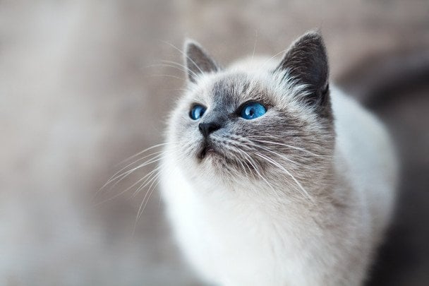 Кошачьи супергерои: в Киеве полиция спасла животных, которые неделю провели в закрытой квартире