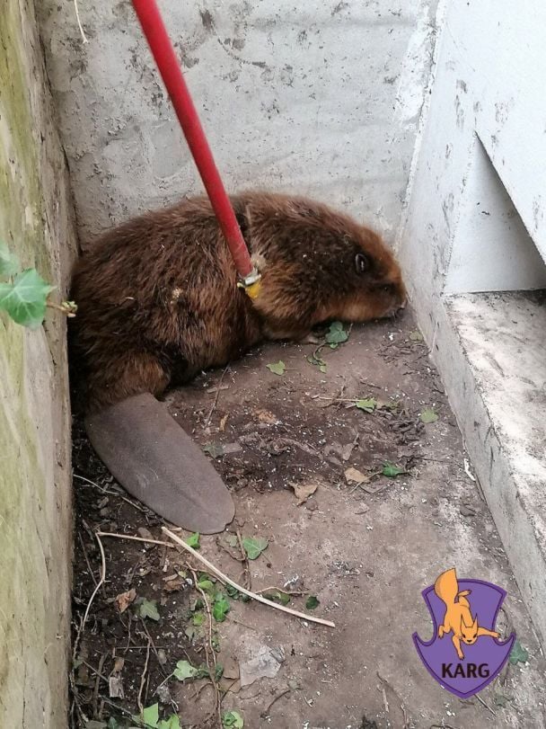 Процес відлову бобра