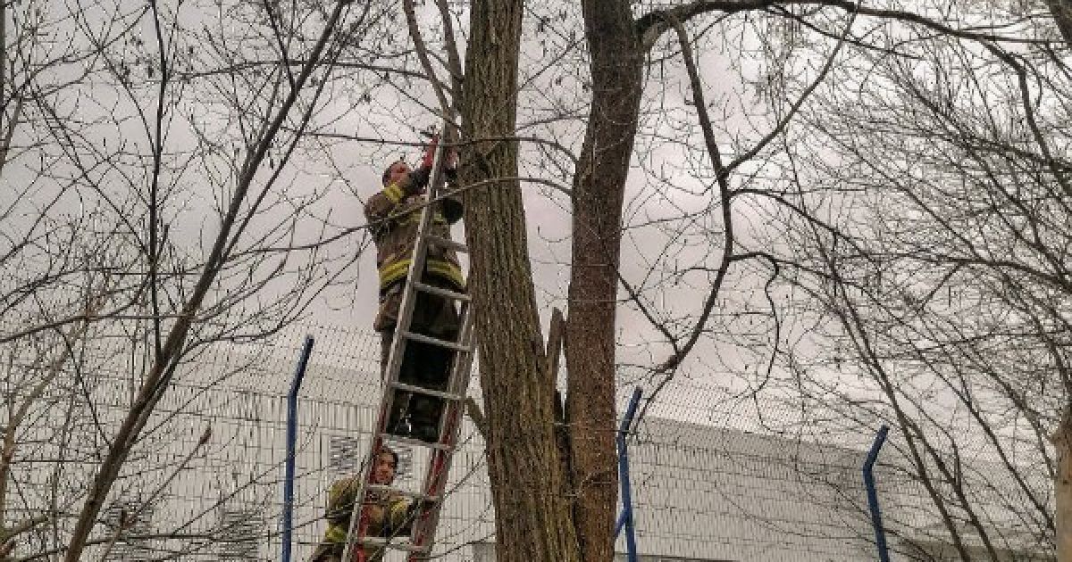 Під Києвом з аварійного дерева рятувальники знімали єнота