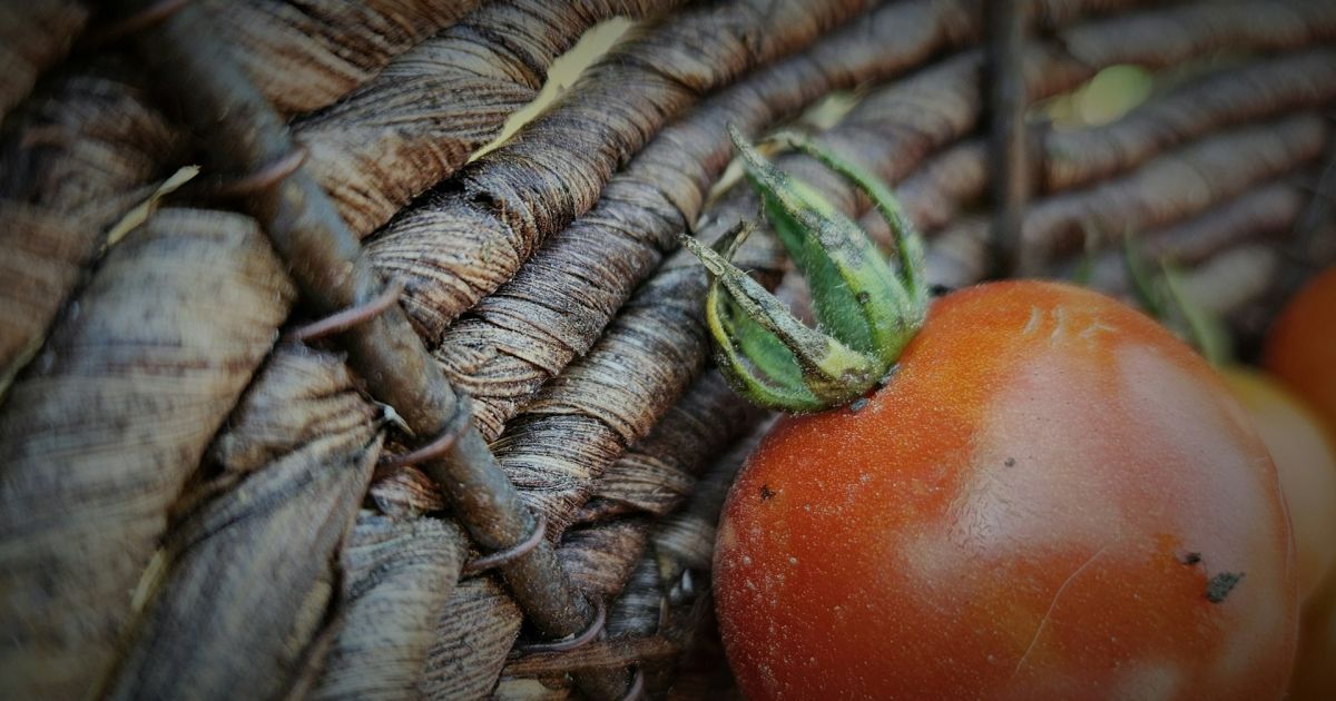 Навіщо городники закопують на грядках стиглі помідори – що це може дати