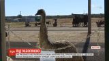 Австралийский ресторан запретил вход страусам эму