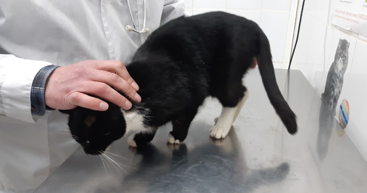 В России спасенного на мусорозаводе кота назначили на должность заместителя министра природы