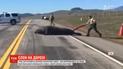 Полиция Калифорнии провела спецоперацию по спасению морского слона, который разгуливал по трассе