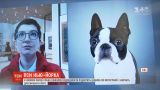 В Нью-Йорке в музее собак посетителям подбирают щенка по фотографии