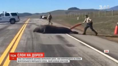 Полиция Калифорнии провела спецоперацию по спасению морского слона, который разгуливал по трассе