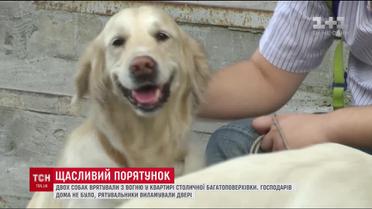 Двох золотистих ретриверів врятували з вогню у столичній багатоповерхівці
