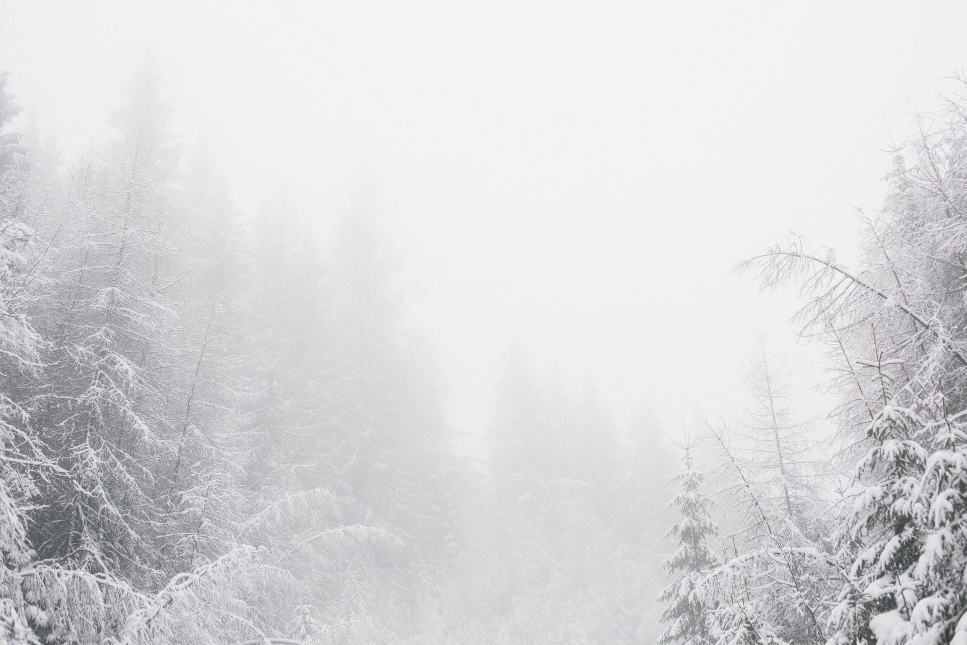10 січня іній на деревах — чекайте на негоже та холодне літо / © Pexels
