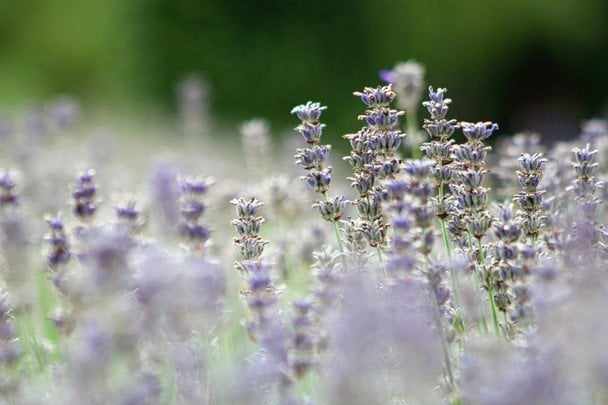 Народні прикмети 23 липня / © unsplash.com