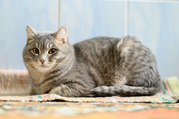 Кішка у позі хлібинки / © Pixabay