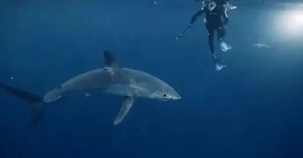 Акула мако / © The Discovery Channel