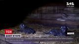 Новости мира: в заповеднике Аргентины показали малышей ягуаров