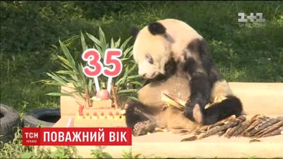 Панда Сінь-Сін відзначила 35-й день народження