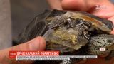 Волонтерская организация в США просит приносить ненужное белье для спасения черепах