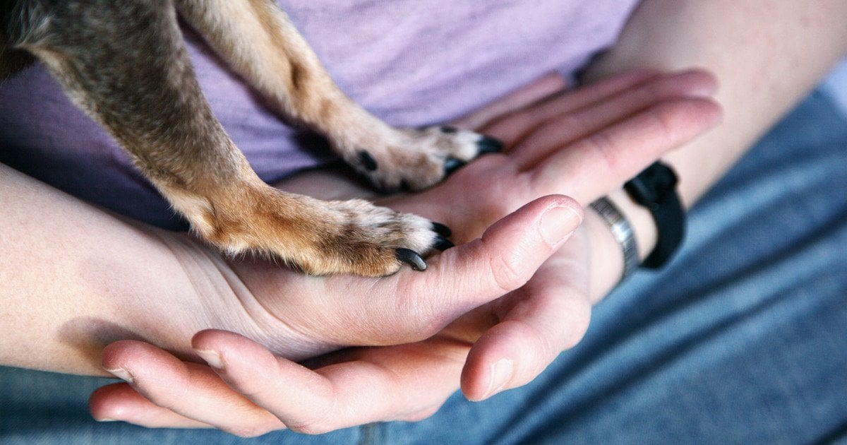 Чому собаки кладуть передні лапи на людей