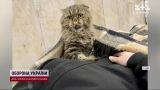 Кошка из метро стала мемом: владельцы Хлои удивились такой славе, но не растерялись
