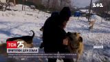 Турецьке подружжя прихистило вдома понад пів сотні безпритульних собак | Новини світу