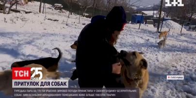 Турецьке подружжя прихистило вдома понад пів сотні безпритульних собак | Новини світу