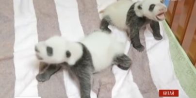 В Китае удалось выходить двух новорожденных 100-граммовых пандят