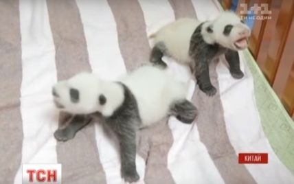В Китае удалось выходить двух новорожденных 100-граммовых пандят