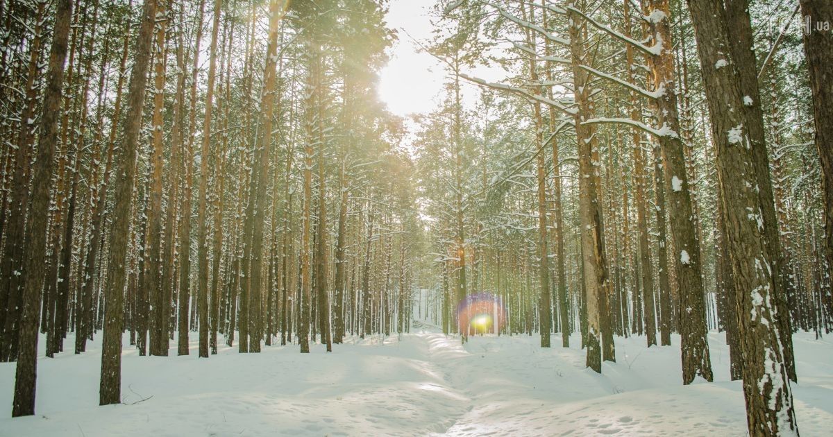 Аномальне тепло взимку: столиця б'є нові температурні рекорди