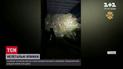На Волині затримали фуру з ялинками і соснами без бирок