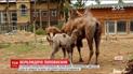 В Харьковском зоопарке родился верблюжонок