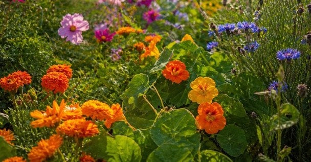 Які квіти посіяти зараз для клумби безперервного цвітіння: просто насіння в землю, квітучий сад — все літо