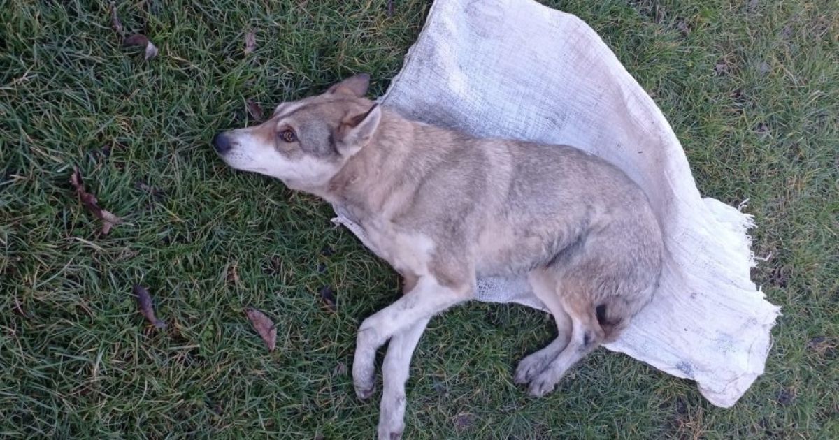 "Давай ще, ще раз": у Львівській області підлітки запхали собаку у мішок і жорстоко били (відео 18+)