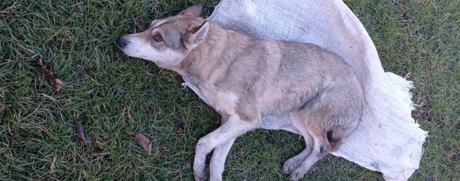 "Давай еще, еще раз": во Львовской области подростки запихнули собаку в мешок и жестоко избивали (видео 18+)