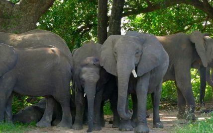 Можливість вимирання слонів та торнадо в США. П'ять новин, які ви могли проспати