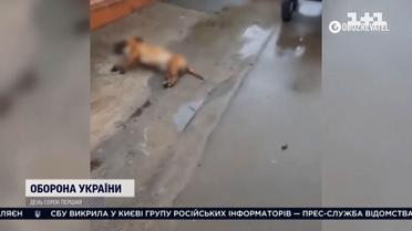 Як жорстоко росіяни ставились до тварин в окупованих регіонах