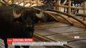 В Италии нашли новый подход для откорма буйволов