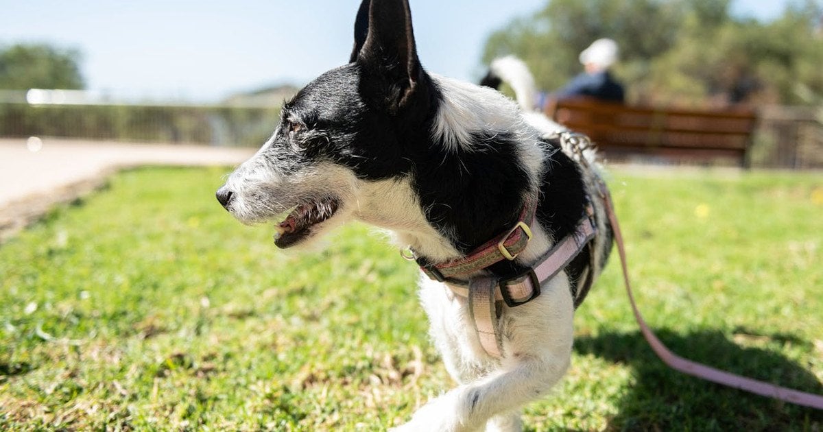 Як відучити собаку гавкати
