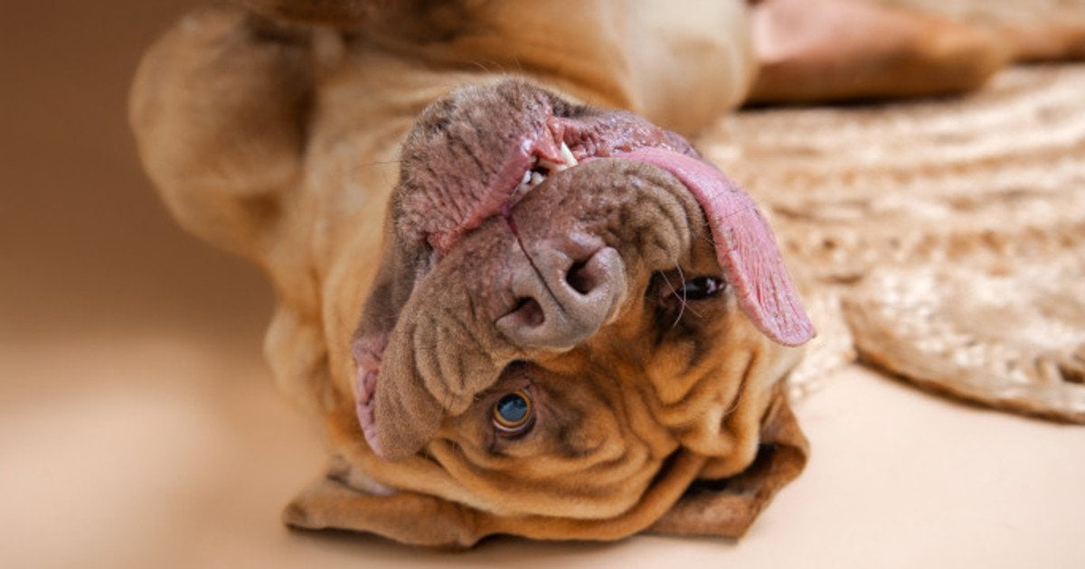 Собака із найдовшим язиком у світі