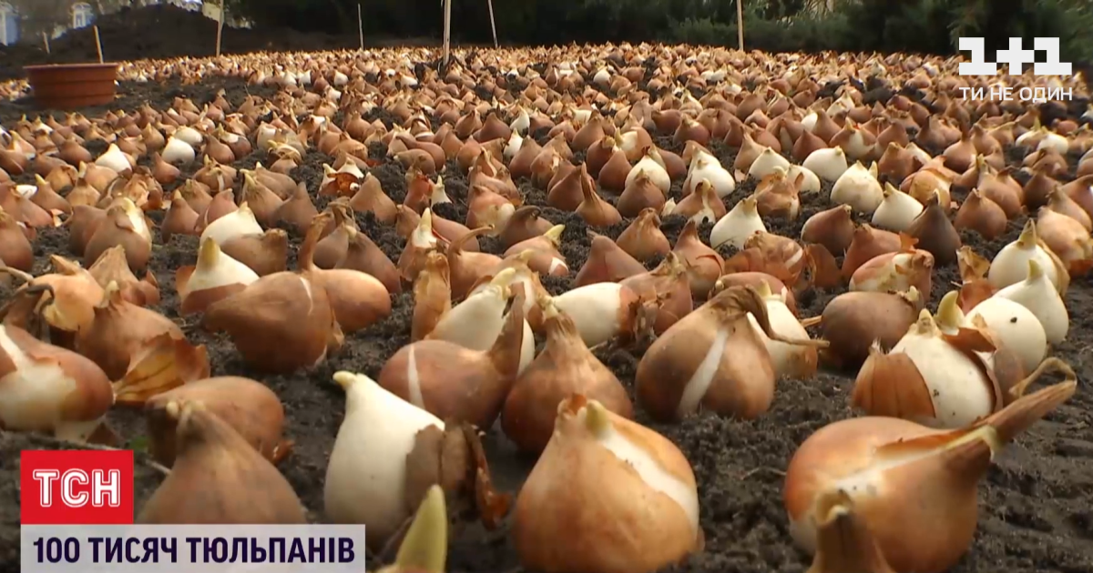Сделать центр Киева похожим на поля вокруг Амстердама: в столице высадили 100 тысяч тюльпанов