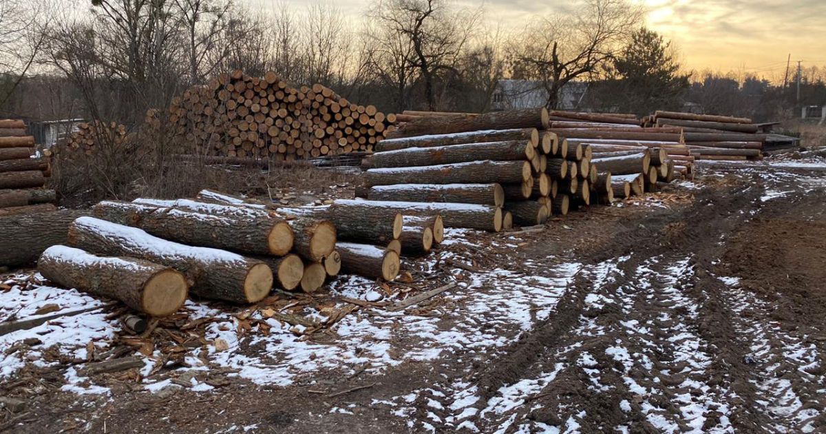 обшуки в лісовому господарстві на Житомирщині_7 / © Державне бюро розслідувань