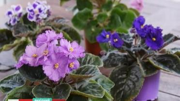 Самый простой способ размножения фиалок - садоводство для чайников