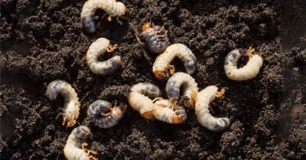 Жалаңаш личинка