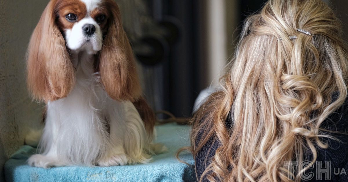 How to give a pill to a dog a simple method Daily News