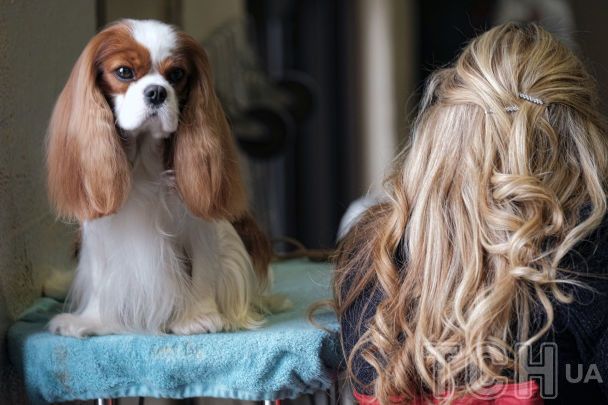 Кавалер-кінг-чарльз-спанієль / © Associated Press