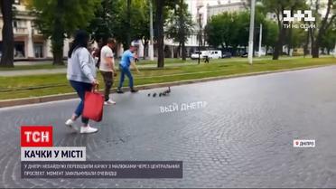 Новости Украины: в Днепре прохожие переводили утку с малышами через центральный проспект