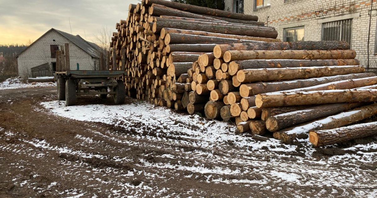 обшуки в лісовому господарстві на Житомирщині_9 / © Державне бюро розслідувань