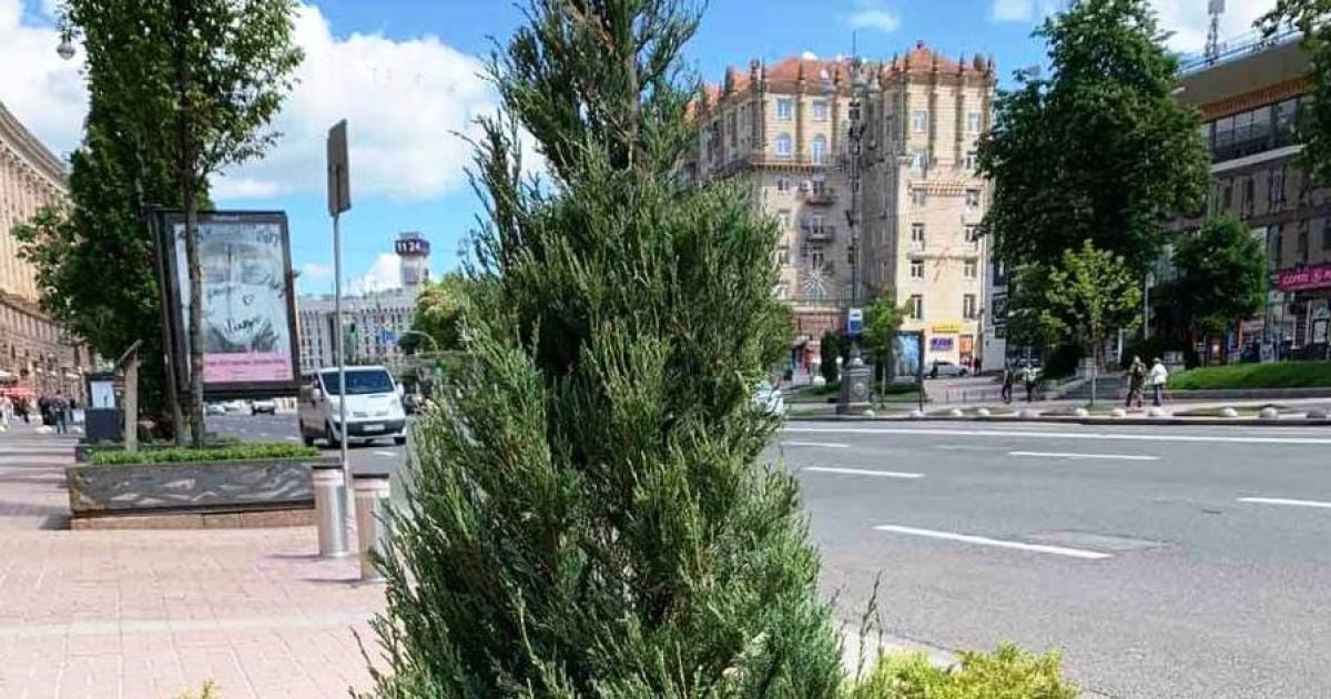 "Поклали туї на Київ": соцмережі обурені новим озелененням Хрещатика