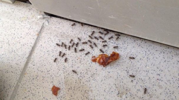 Применение борной кислоты от муравьев