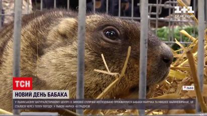 Сурки Маричка и Миша неожиданно проснулись месяцем раньше | Новости Украины