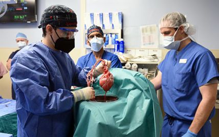 В США хирурги впервые пересадили человеку сердце свиньи: видео